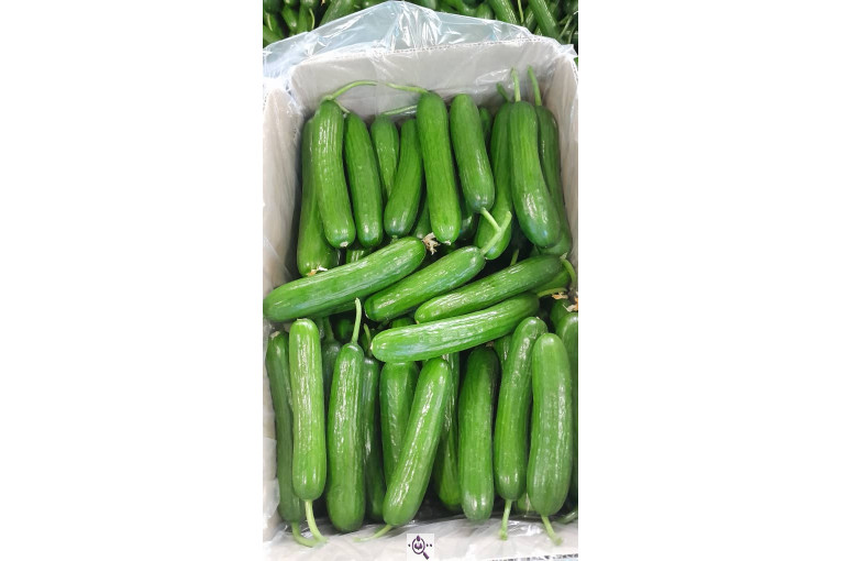 سورتینگ محصولات گلخانه ای آریا در یزد