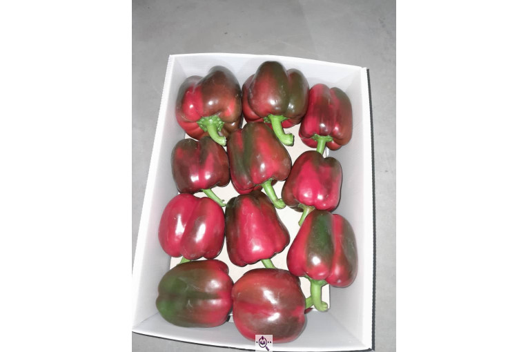 سورتینگ محصولات گلخانه ای آریا در یزد