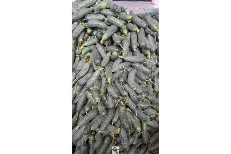 سورتینگ محصولات گلخانه ای آریا در یزد