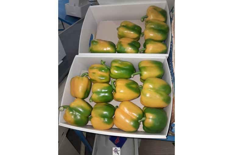 سورتینگ محصولات گلخانه ای آریا در یزد