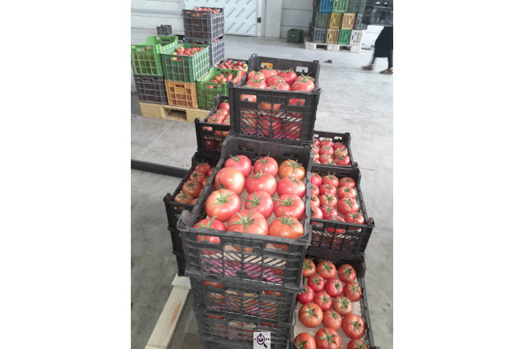 سورتینگ محصولات گلخانه ای آریا در یزد