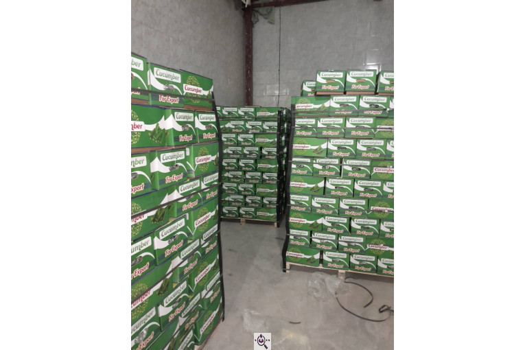 سورتینگ محصولات گلخانه ای آریا در یزد