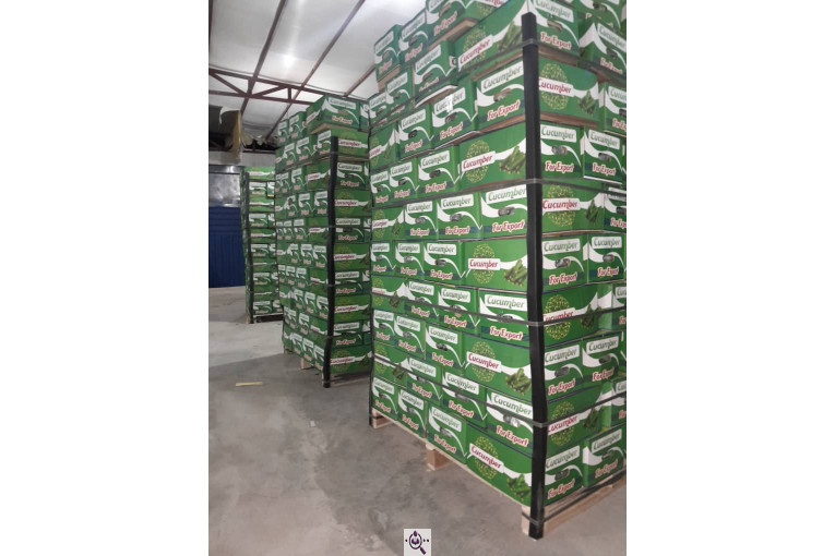 سورتینگ محصولات گلخانه ای آریا در یزد