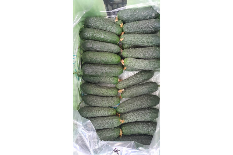 سورتینگ محصولات گلخانه ای آریا در یزد