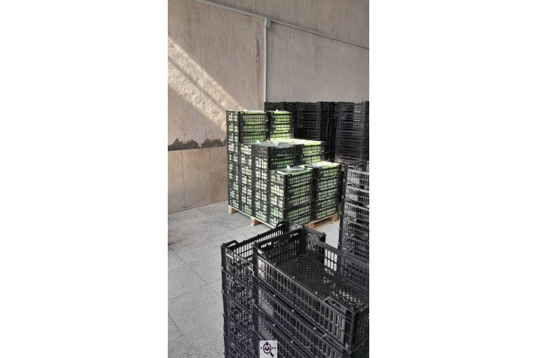 سورتینگ محصولات گلخانه ای آریا در یزد