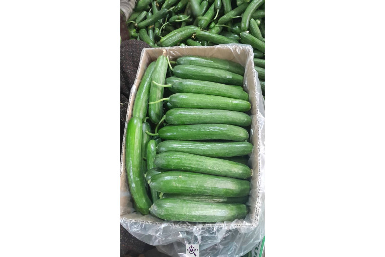 سورتینگ محصولات گلخانه ای آریا در یزد