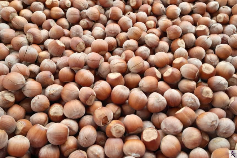 کارگاه فرآوری فندق ارمغان اشکور در رودسر