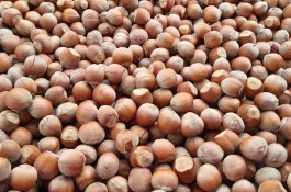 کارگاه فرآوری فندق ارمغان اشکور در رودسر