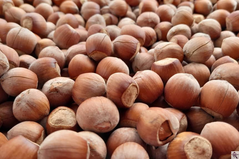 کارگاه فرآوری فندق ارمغان اشکور در رودسر