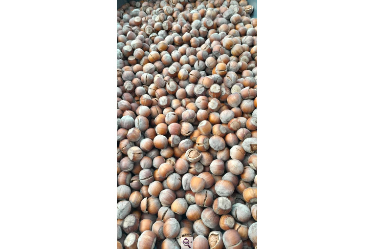 کارگاه فرآوری فندق ارمغان اشکور در رودسر