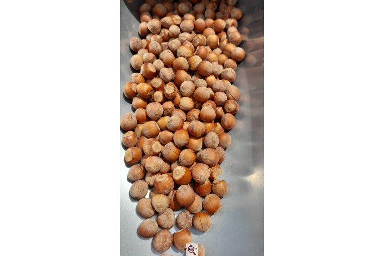 کارگاه فرآوری فندق ارمغان اشکور در رودسر