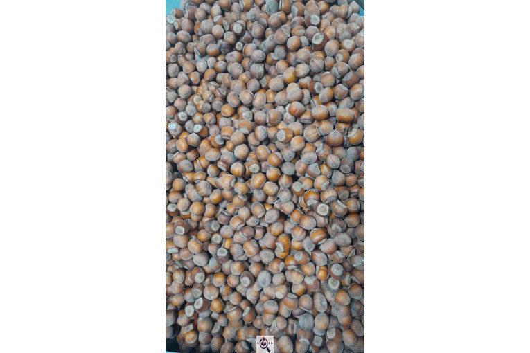 کارگاه فرآوری فندق ارمغان اشکور در رودسر