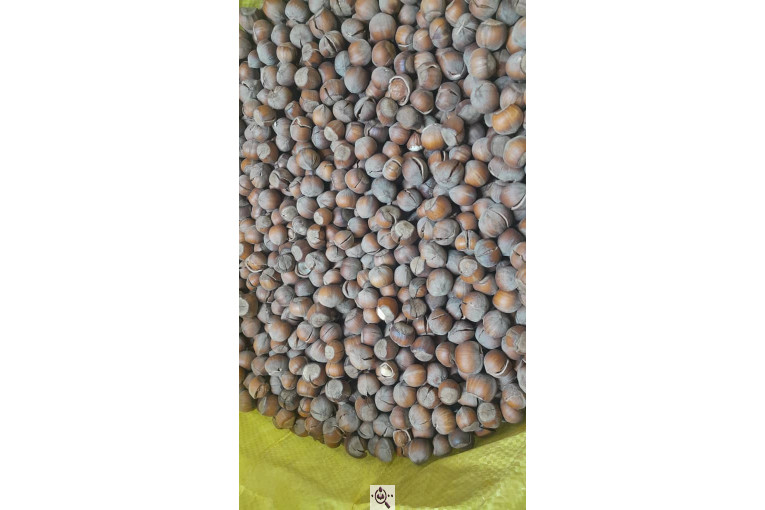 کارگاه فرآوری فندق ارمغان اشکور در رودسر