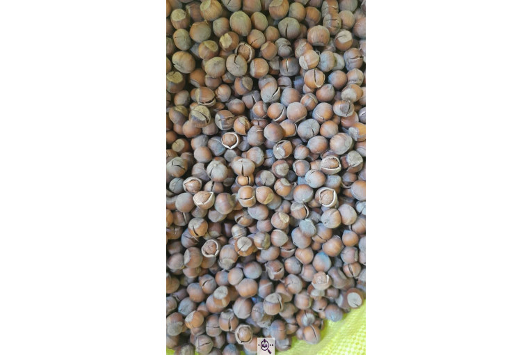 کارگاه فرآوری فندق ارمغان اشکور در رودسر