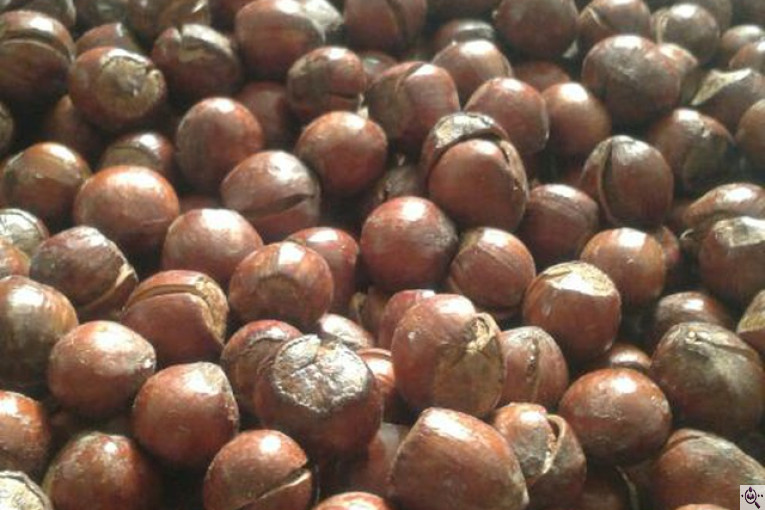 کارگاه فرآوری فندق ارمغان اشکور در رودسر