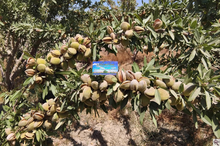 نهالستان گلدشت در اصفهان