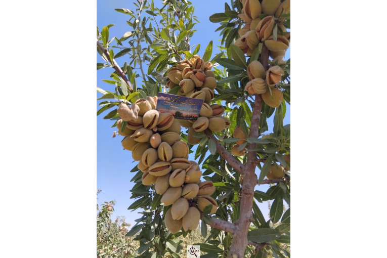 نهالستان گلدشت در اصفهان