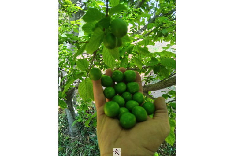 نهالستان گلدشت در اصفهان