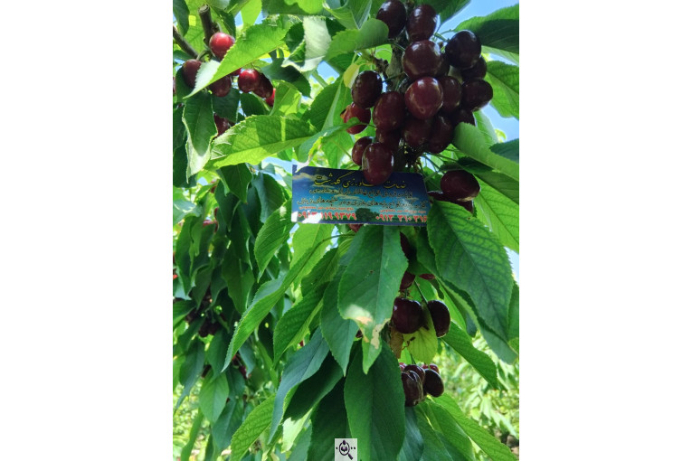 نهالستان گلدشت در اصفهان