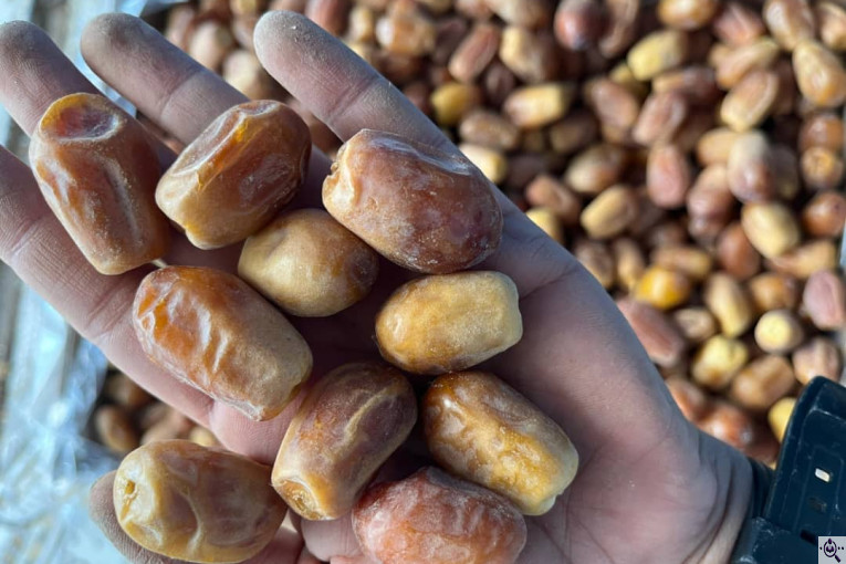 صنایع سردخانه بسته بندی طلای سیاه بم