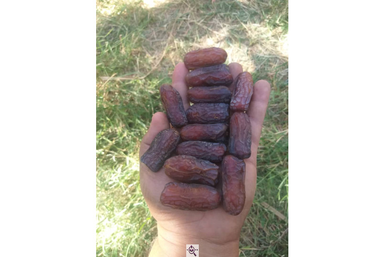 صنایع سردخانه بسته بندی طلای سیاه بم