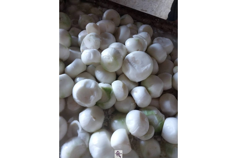 محصولات کشاورزی لطفی زاده سیر و پیاز و موسیر در همدان