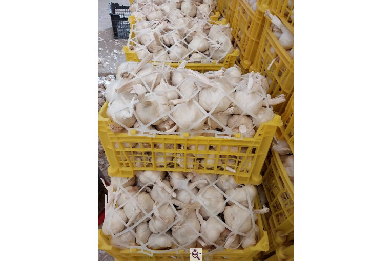 محصولات کشاورزی لطفی زاده سیر و پیاز و موسیر در همدان