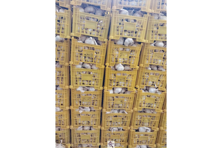 محصولات کشاورزی لطفی زاده سیر و پیاز و موسیر در همدان