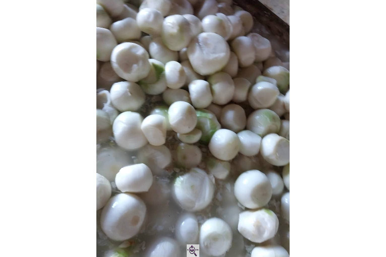 محصولات کشاورزی لطفی زاده سیر و پیاز و موسیر در همدان