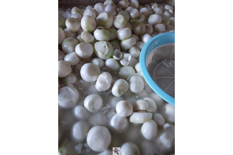 محصولات کشاورزی لطفی زاده سیر و پیاز و موسیر در همدان