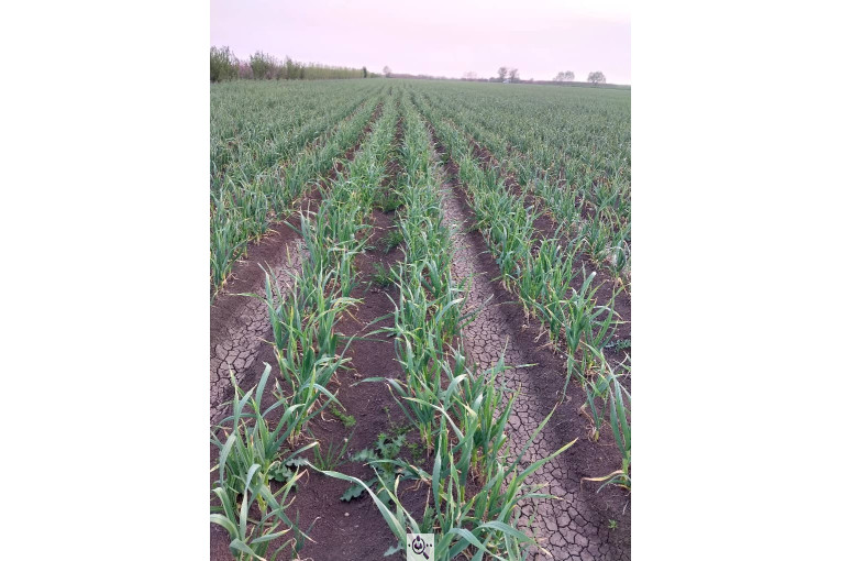 محصولات کشاورزی لطفی زاده سیر و پیاز و موسیر در همدان