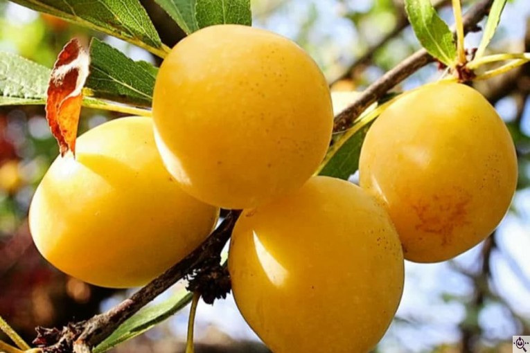 نهالستان حاج حسین سلیمی در تیران و کرون اصفهان