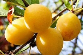 نهالستان حاج حسین سلیمی در تیران و کرون اصفهان