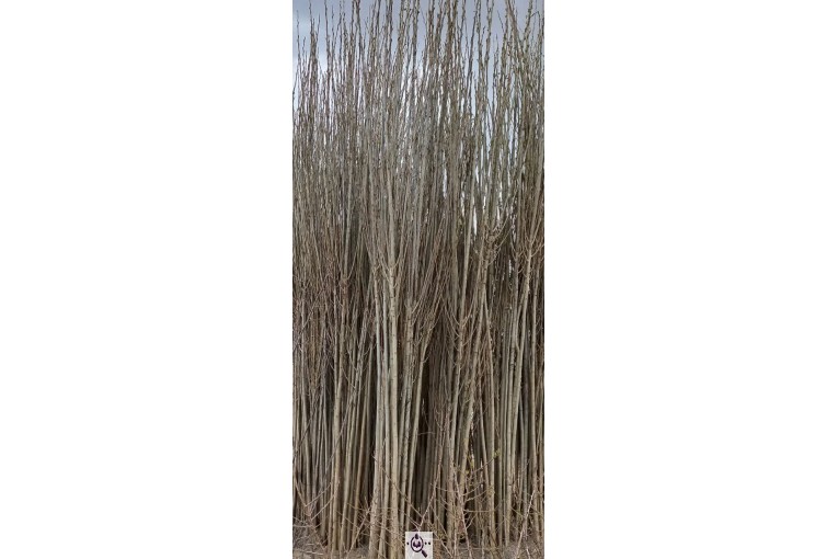 نهالستان حاج حسین سلیمی در تیران و کرون اصفهان