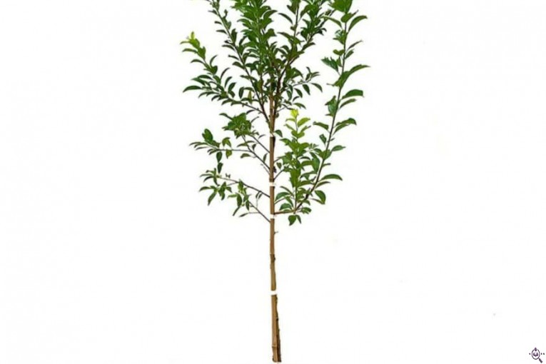 نهالستان حاج حسین سلیمی در تیران و کرون اصفهان