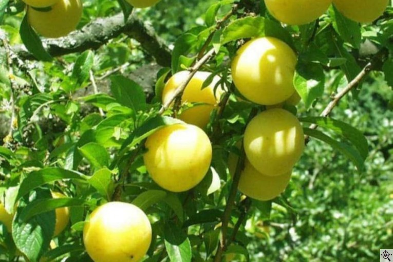 نهالستان حاج حسین سلیمی در تیران و کرون اصفهان