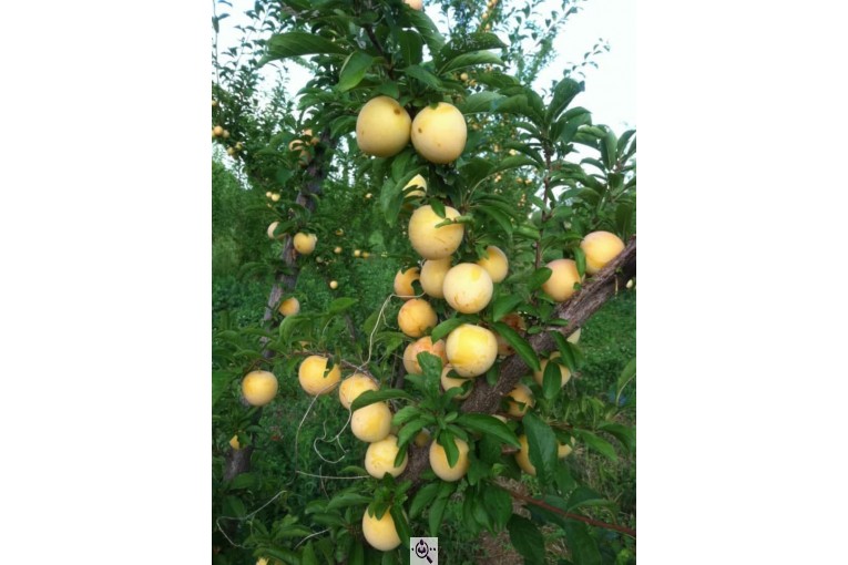 نهالستان حاج حسین سلیمی در تیران و کرون اصفهان