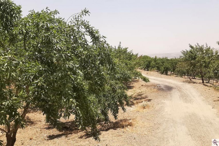 نهالستان حاج حسین سلیمی در تیران و کرون اصفهان