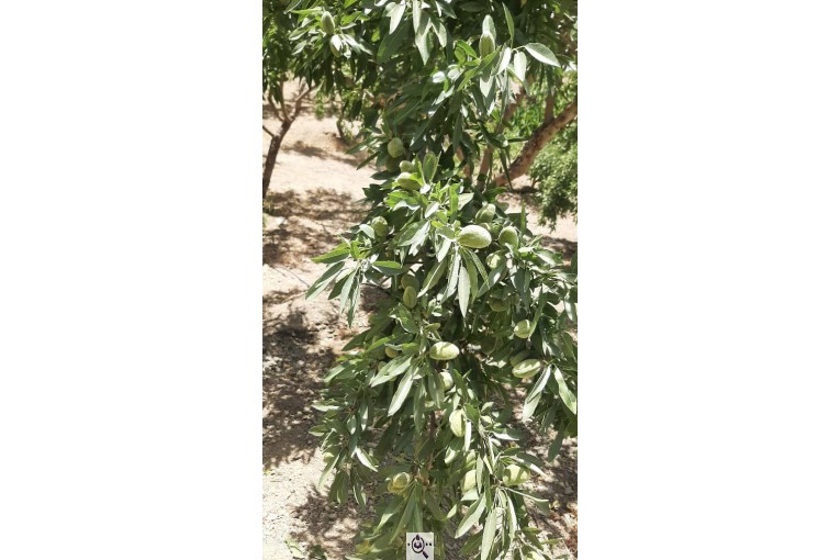 نهالستان حاج حسین سلیمی در تیران و کرون اصفهان