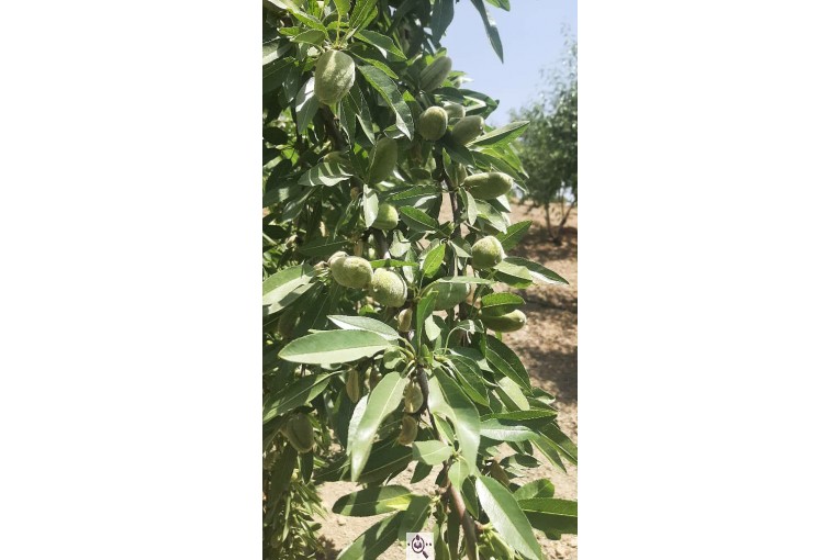 نهالستان حاج حسین سلیمی در تیران و کرون اصفهان