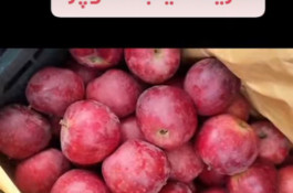 صادرات محصولات کشاورزی بازرگانی خانلر در ساری