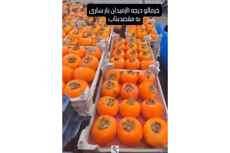 صادرات محصولات کشاورزی بازرگانی خانلر در ساری