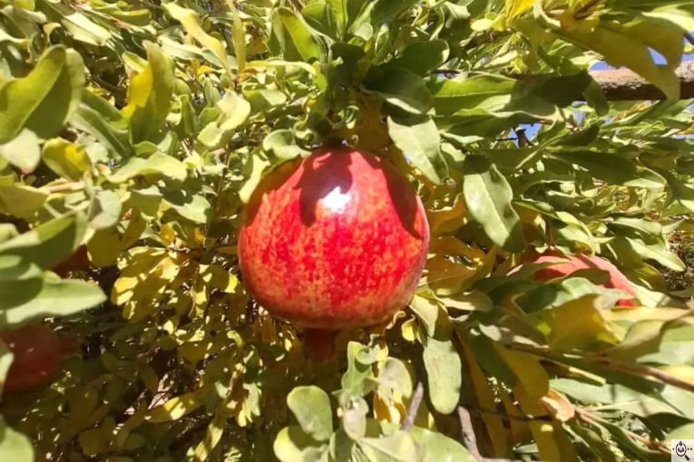 صادرات محصولات کشاورزی بازرگانی خانلر در ساری