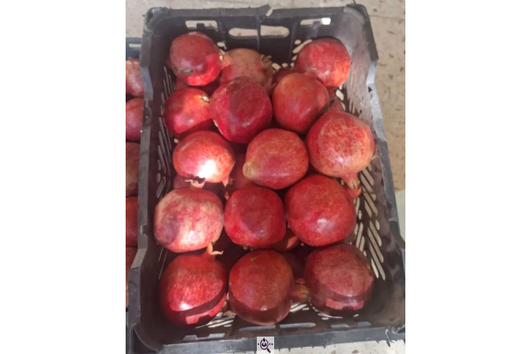 صادرات محصولات کشاورزی بازرگانی خانلر در ساری