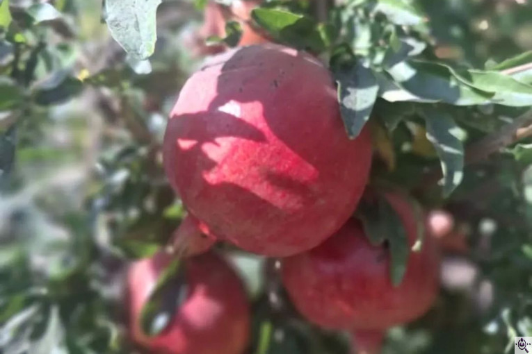 صادرات محصولات کشاورزی بازرگانی خانلر در ساری