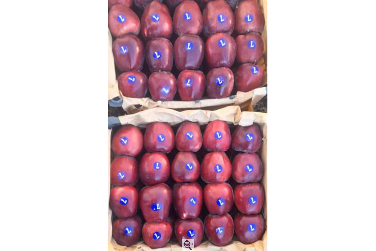 صادرات محصولات کشاورزی بازرگانی محسن شریعتی در خوزستان