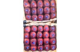 صادرات محصولات کشاورزی بازرگانی محسن شریعتی در خوزستان