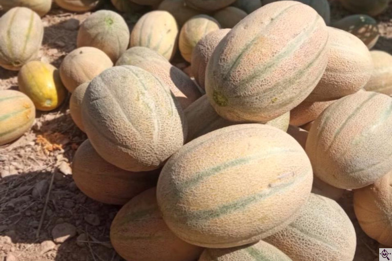 صادرات محصولات کشاورزی بازرگانی محسن شریعتی در خوزستان