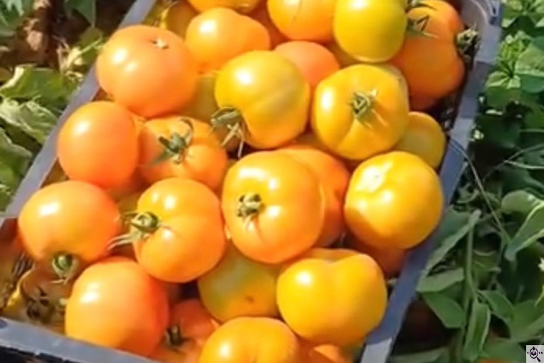 صادرات محصولات کشاورزی بازرگانی محسن شریعتی در خوزستان