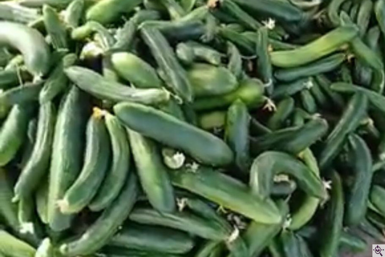 صادرات محصولات کشاورزی بازرگانی محسن شریعتی در خوزستان